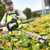 EGO Pro X 75cm 56V Cordless Hedge Trimmer Tool Only - HTX7500